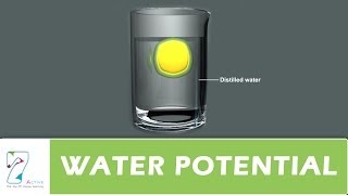 WATER POTENTIAL