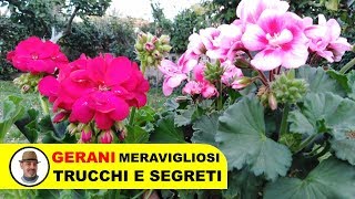 GROWING GERANIUMS: TRICKS AND SECRETS screenshot 5