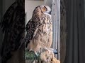 外を眺めるフクロウ(〇v〇)