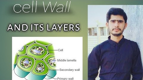 Cell wall and it