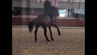 8 year old Mount St  John Freestyle and Charlotte Dujardin