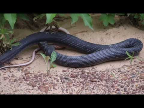 Snake Regurgitates Another Live Snake in Texas City