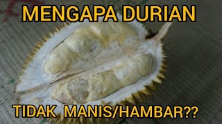 PENYEBAB DURIAN HAMBAR/TIDAK MANIS DAN CARA MENGATASINYA