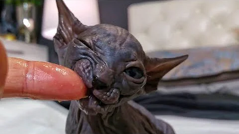 Video 1372411: don sphynx cats family, sphynx kitten