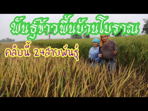 พันธุ์ข้าวดั้งเดิม |  วารินฟาร์มพันธุ์ข้าวอินทรีย์