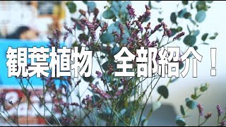 【インテリア】気になる観葉植物 全部紹介します！