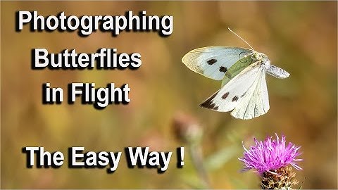 Photographing Butterflies in Flight - The Easy Way - using the OM1 and Pro Capture