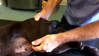 Ortolani sign hip dysplasia test in dogs