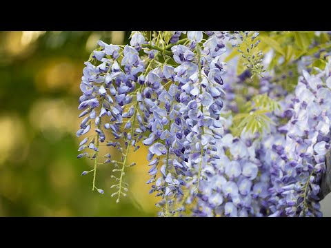 Vídeo: Wisteria Winter Care: Como invernar uma glicínia