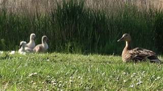 Cygnets take sleep break and swan vs duck