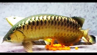 The Complete Life Cycle of Arowana Fish | The Silent Superman - The arowana father