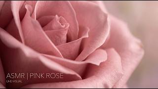 12 Hour Pink Rose #E7A1B0 | UHD Ambient Video Loop & Visual ASMR Color Screen (No Ads)