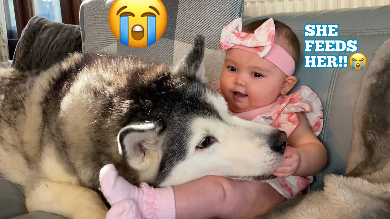 BABY FEEDS HUSKY FOR FIRST TIME!!😭.