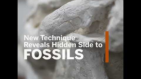 Progressive Photonics:  New Photography Technique Brings Hidden History of Fossils to Light