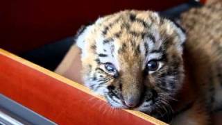Tiger Baby Tschuna