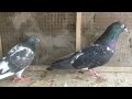 Waqar pigeon official