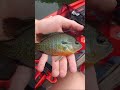 Pretty little fish. #fishing #kayakfishing