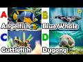 Learn ABC with Sea Animals 🐬 | Alphabet A-Z Song for Kids | Educational Ocean Animals Video