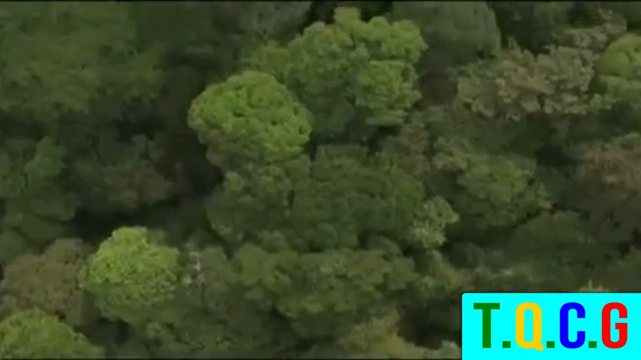 TQCG  HOMMAGES Albertine Koumba Nov 2020 Coupé