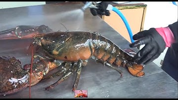 [Buffet Đức Trọc] - Cận Cảnh Tôm Hùm Hoàng Đế Nặng 7,5kg, Ăn Một Mình Mãi Không Xuể