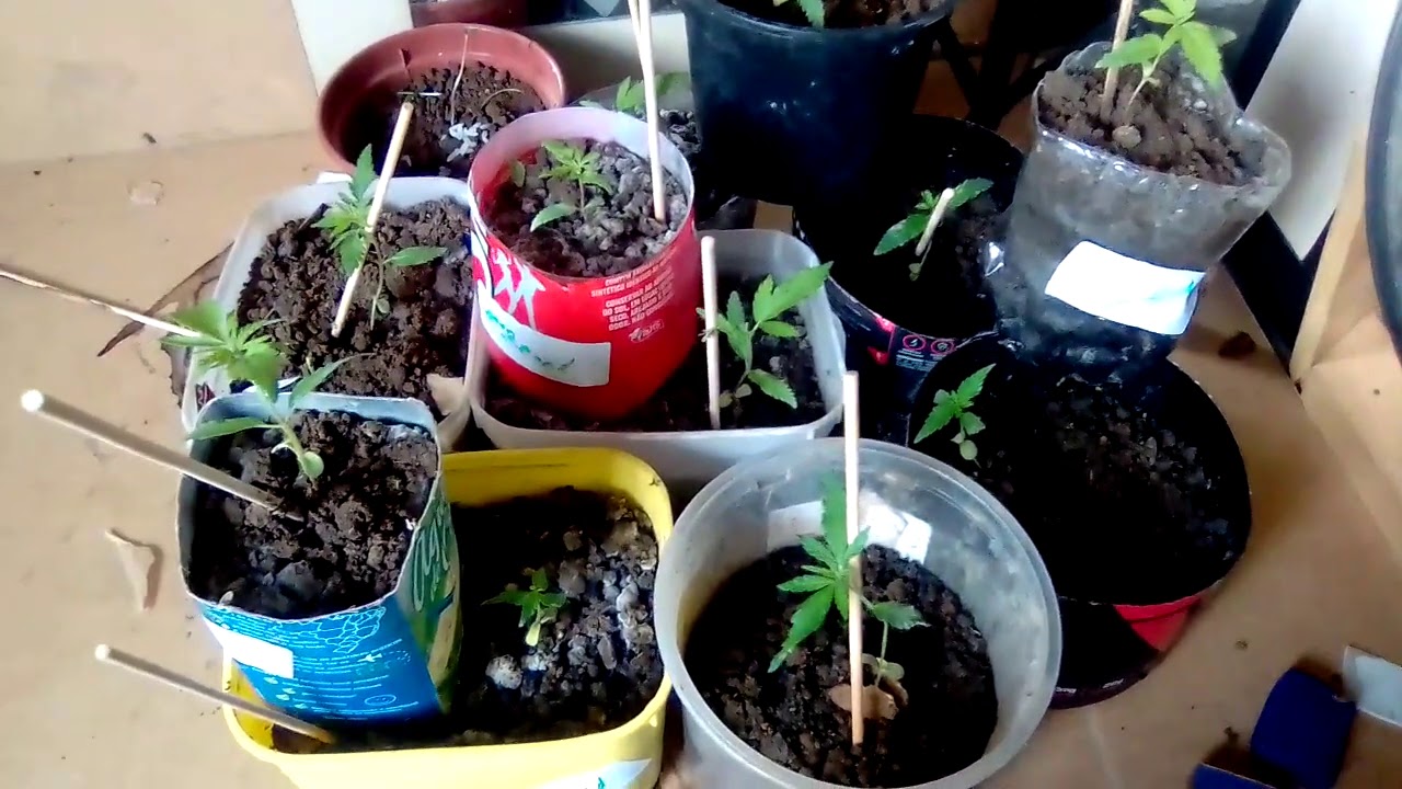 Primeiro cutivo ( terceira semana ) 21 dias de Vega (poda fim e super cropping)