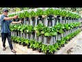 Unbelievably Beautiful Vegetable Wall, Recycled From A Series Of Plastic Bottles