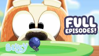 bingo blueberry bug bluey full episode compilation bluey
