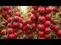 How Nectarine Red Trees Grow Giant Fruits | Full Farming &amp; Harvest Process 🍑🔥