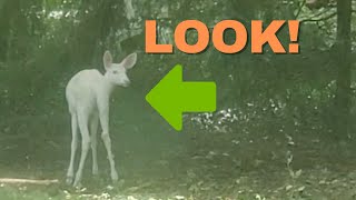 RARE white deer in my yard! by Birds and Friends 250 views 1 year ago 1 minute, 42 seconds