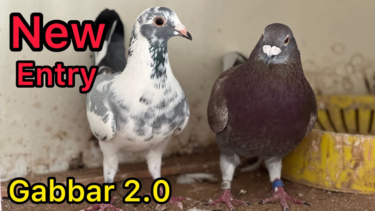 A New Racing Pigeon Added to Breeding Loft | Racer Pigeon Loft 