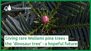 Giving rare Wollemi pine trees – the ‘dinosaur tree’ - a hopeful future