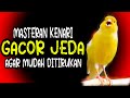 MASTERAN KENARI GACOR JEDA MUDAH DITIRUKAN UNTUK KENARI MUDA BELAJAR BUNYI