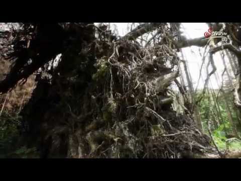 Der Rothwald Der letzte Urwald Mitteleuropas Doku HD deutsch
