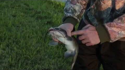 Fishing Tips: How to Pick up and Hold a Catfish