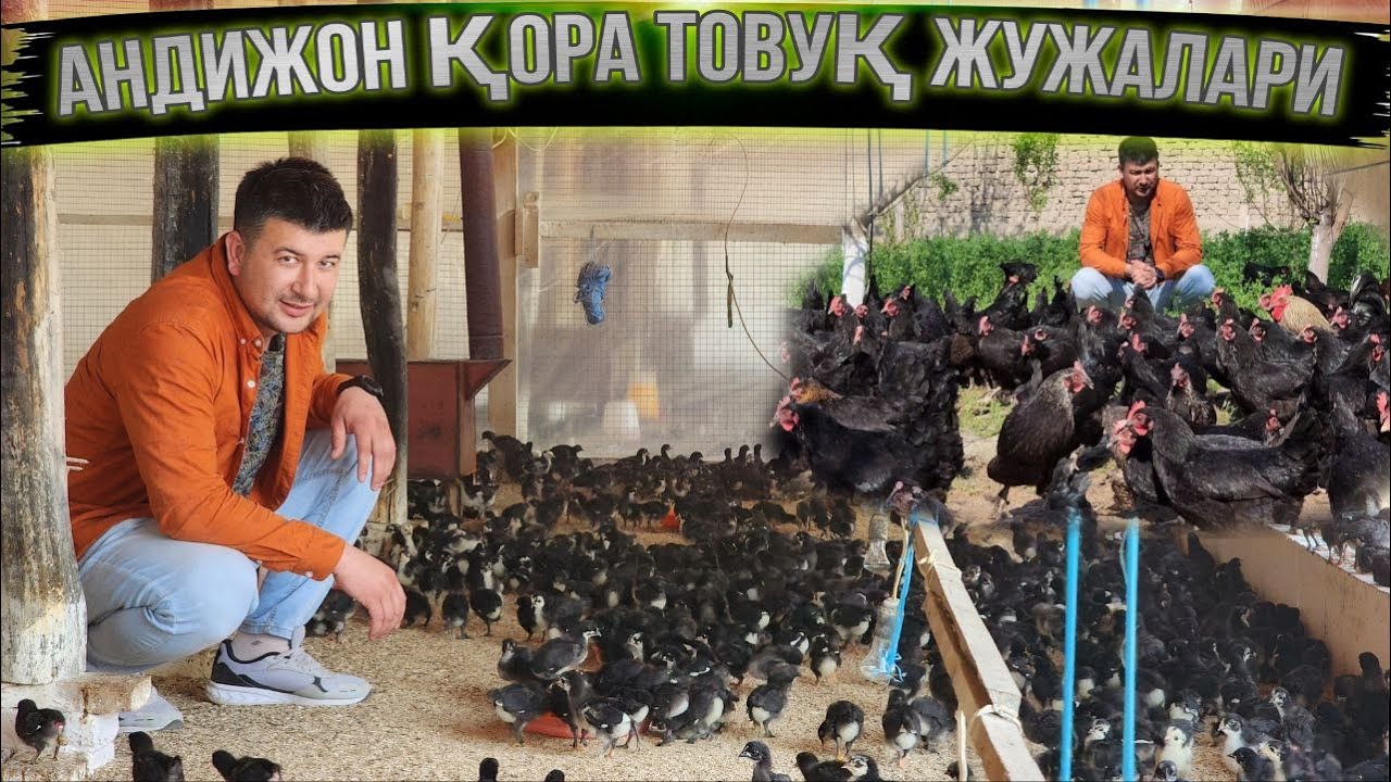 Тухум ёналишидаги Андижон Қора Товуқ жужалари
