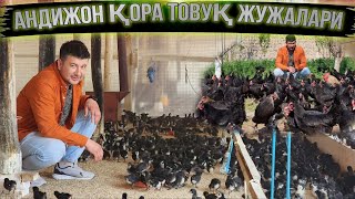 Тухум ёналишидаги Андижон Қора Товуқ жужалари