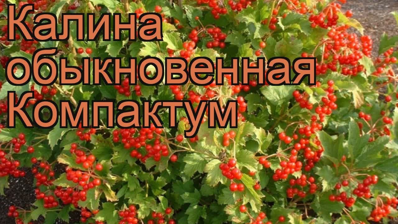 Когда садить калину