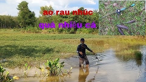 Câu cá lóc, lâu ngày ghé lại thăm cái ao rau nhúc kết quả quá phê #sơnvlogs