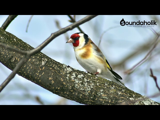 Suara Burung: Goldfinch Eropa / Putter / Distelvink / Carduelis Carduelis (audio dengan noise rendah) class=