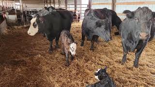 Kevin Morris baby cows