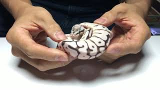 Ball Python   Axanthic Mojave Bumble Bee