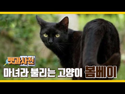 펫과사전 봄베이 편｜펫트라슈