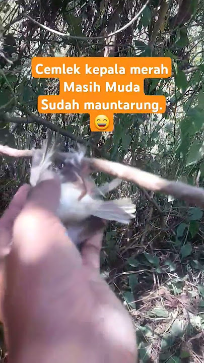 pikat burung cemblek kepala merah langsung nyaber #prenjakgunung #prenjaktarung #pikatburung #birds