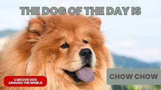 Chow chow curiosities  the blue tongue breed
