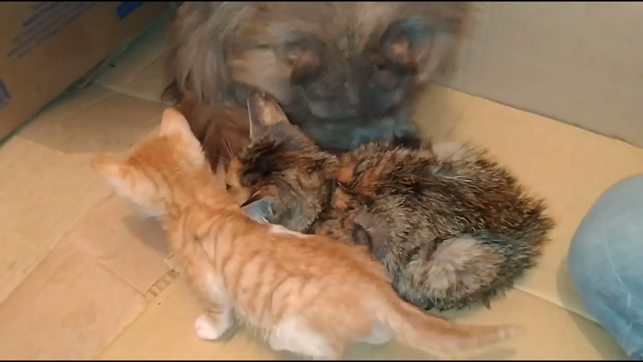  From Street to Safe Home — Rescue Kittens Can’t Control Their Excitement!