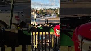 Evening Grosbeak 4