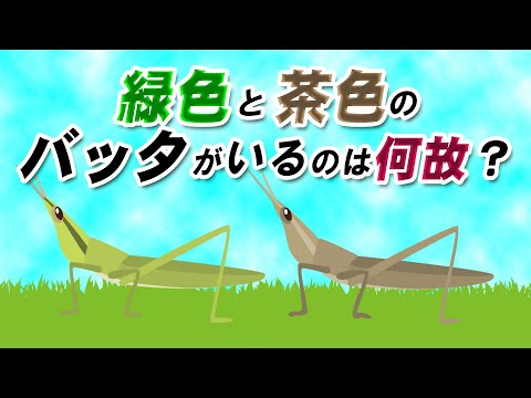 緑色と茶色のバッタがいるのは何故？