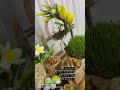 Novruz Xoncasi Novruz Xoncasi
