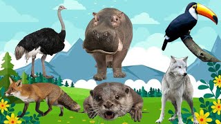 Learn about wild animals: Toucan, Ostrich, Wolf, Fox, Otter, Hippo... - Animal Moment