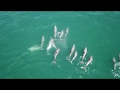 Dolphins in Fenwick Island - Awesome Footage!
